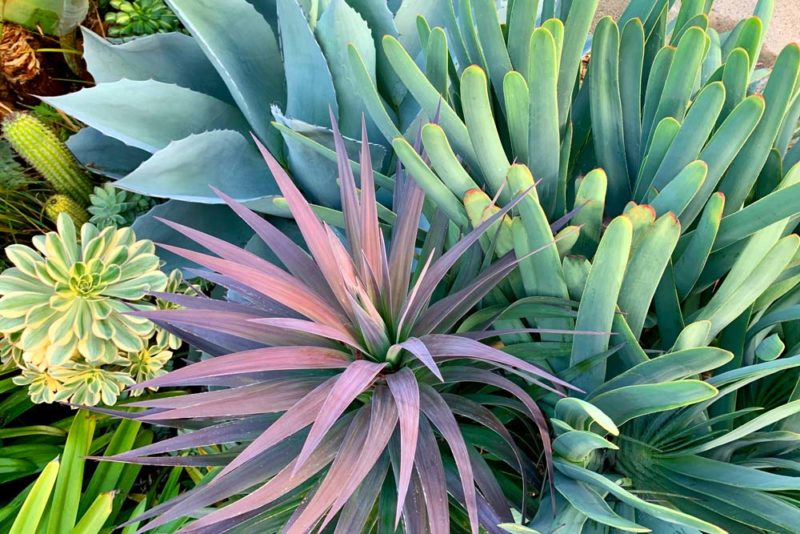 Tightly-cropped photograph of colorful drought-tolerant plants.